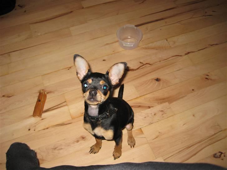 Blanding af racer Kenzo - jeg sitter pænt nu må jeg så få em kiks? billede 7