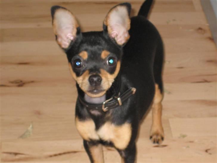 Blanding af racer Kenzo - store ører ? hvad mener du med det billede 8