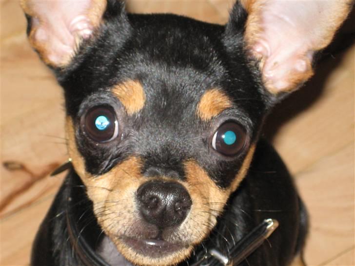 Blanding af racer Kenzo - må jeg liiie se hvad det er du har der billede 9