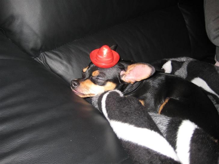 Blanding af racer Kenzo - nat nat billede 10