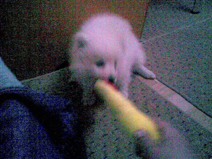 Japansk spids Mari - Min mors billede 3