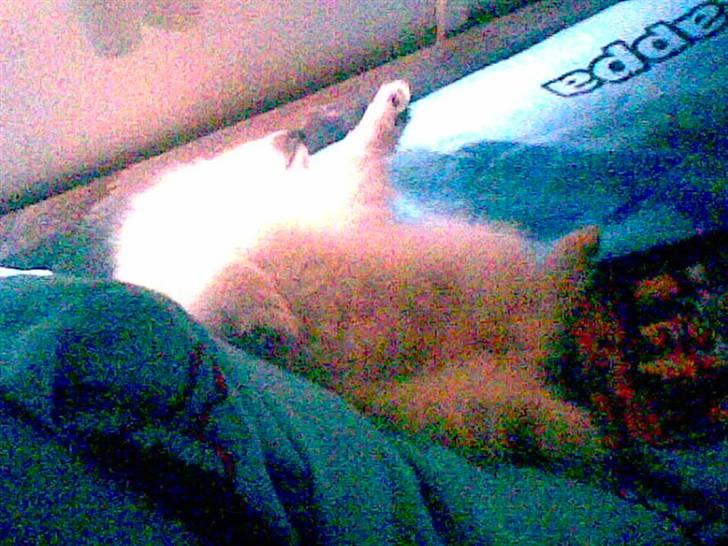 Japansk spids Mari - Min mors billede 4