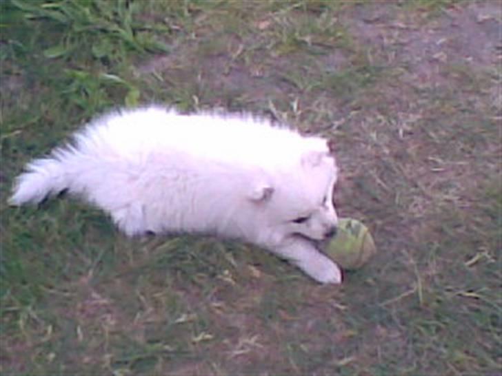 Japansk spids Mari - Min mors billede 5