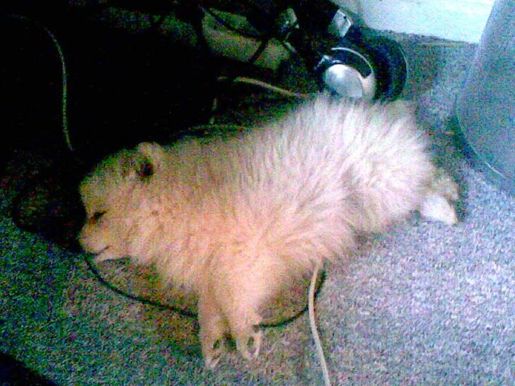 Japansk spids Mari - Min mors billede 6