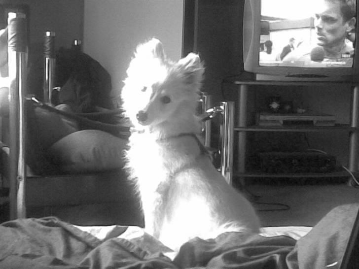 Japansk spids Mari - Min mors billede 7