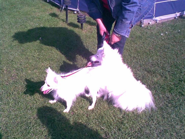 Japansk spids Mari - Min mors - Hendes forældre billede 8