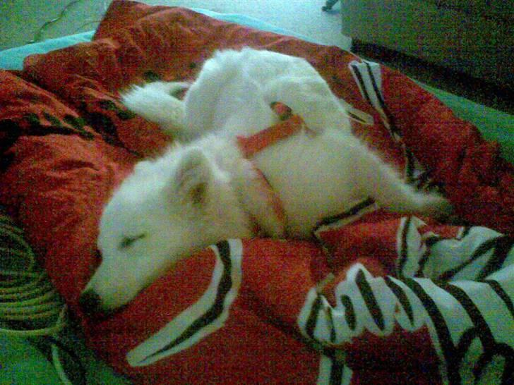 Japansk spids Mari - Min mors billede 9