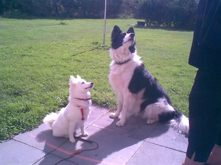 Japansk spids Mari - Min mors billede 10