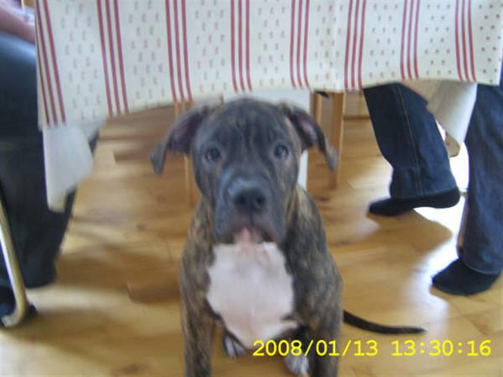 Amerikansk bulldog Topp's Magic Igor RIP - Lille Igor da han var 4 måneder og et par dage. billede 5