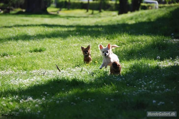 Chihuahua Mojo billede 11