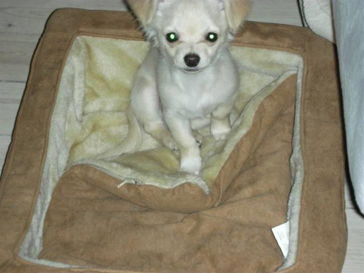 Chihuahua Mojo billede 13