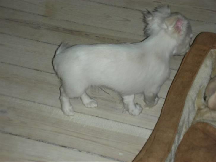 Chihuahua Pinky billede 12