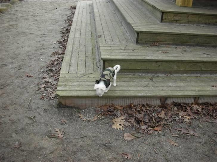 Chihuahua Pinky billede 13