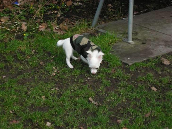 Chihuahua Pinky billede 14