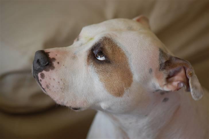 Amerikansk staffordshire terrier Two-Face - Hvem mig? Jeg tigger da ikke... billede 4