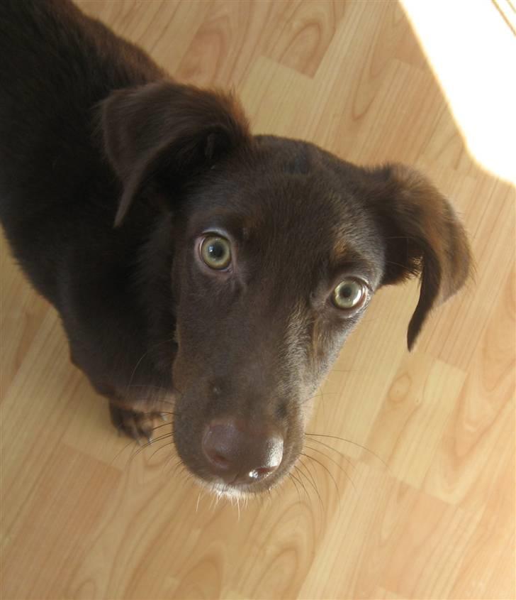 Blanding af racer Jawa - Min moar siger jeg har smukke øjne, hvad siger du? billede 16