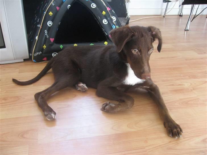 Blanding af racer Jawa billede 17