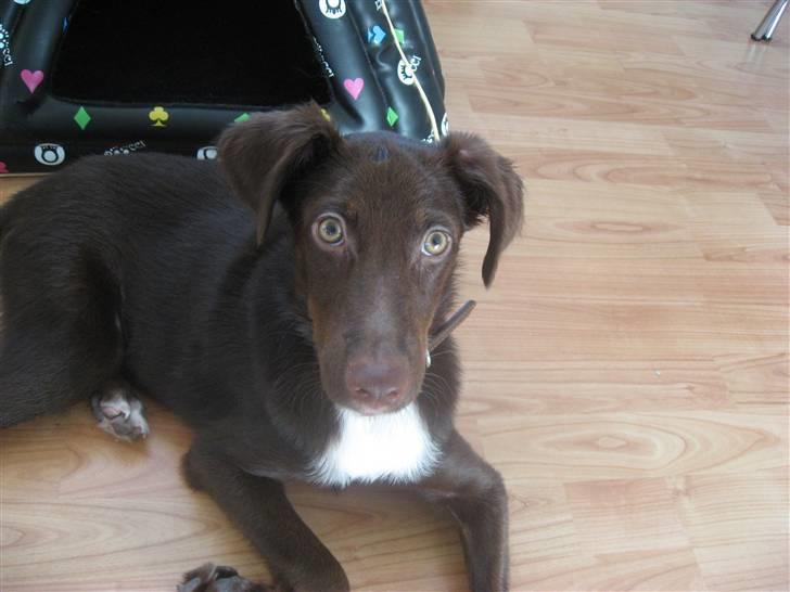 Blanding af racer Jawa billede 18