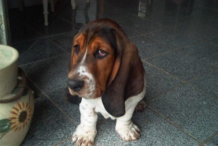 Basset hound Ludvig billede 7