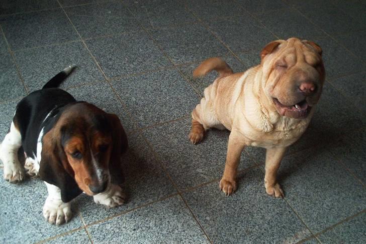 Basset hound Ludvig billede 8