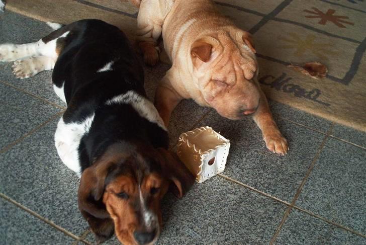 Basset hound Ludvig billede 9