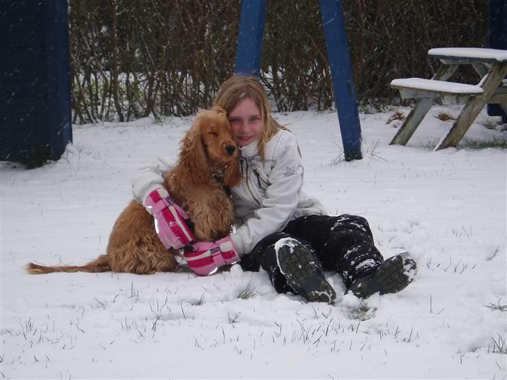 Cocker spaniel buster billede 5