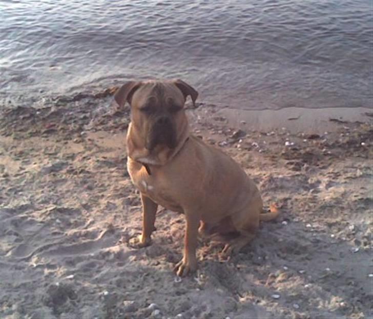 Blanding af racer Timo R.I.P <3 - Ved stranden billede 19
