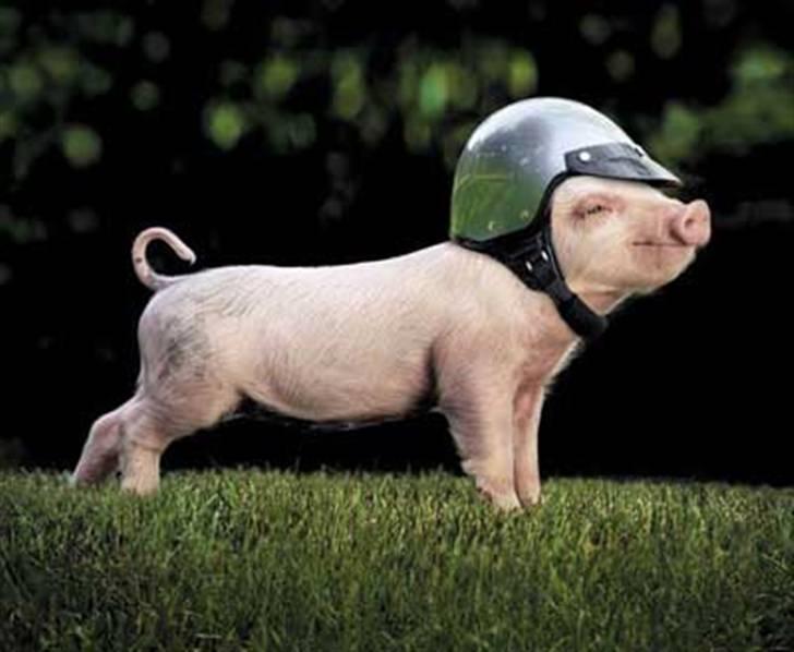 Blanding af racer max - hov er jeg ik pæn min mor er sur derfor hjelmen billede 10