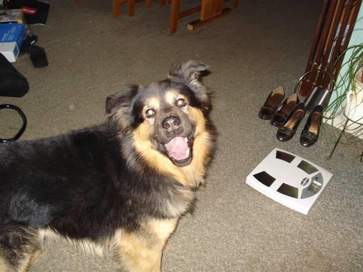 Blanding af racer rolf billede 12