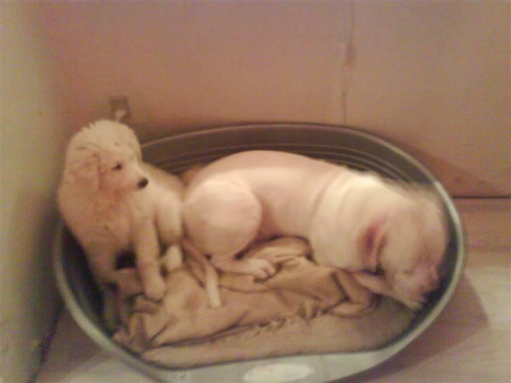 Kuvasz Laika "SOLGT" - hvorfor sover du nu? billede 10