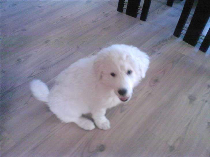 Kuvasz Laika "SOLGT" - Bette hvalp billede 11