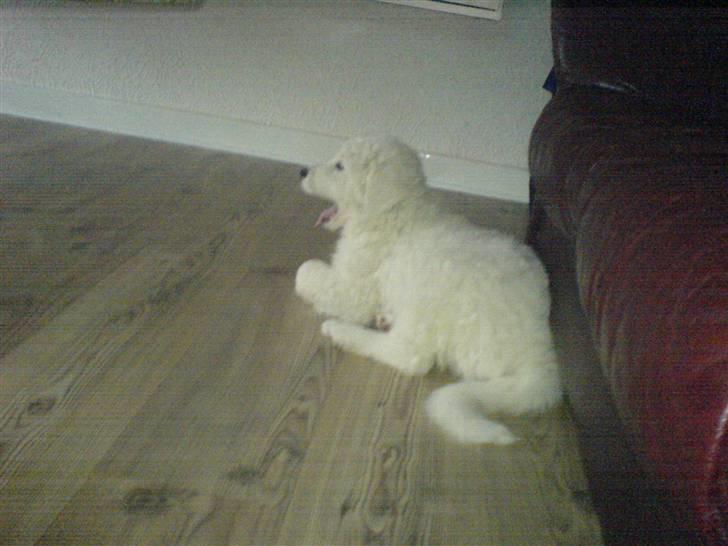 Kuvasz Laika "SOLGT" - Uhh, er træt billede 12