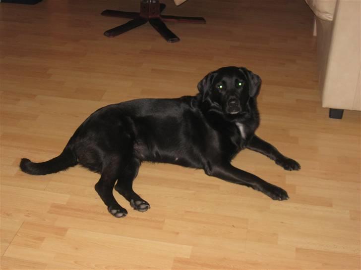 Labrador retriever Lady - Jeg sover godt herinde!d; billede 7