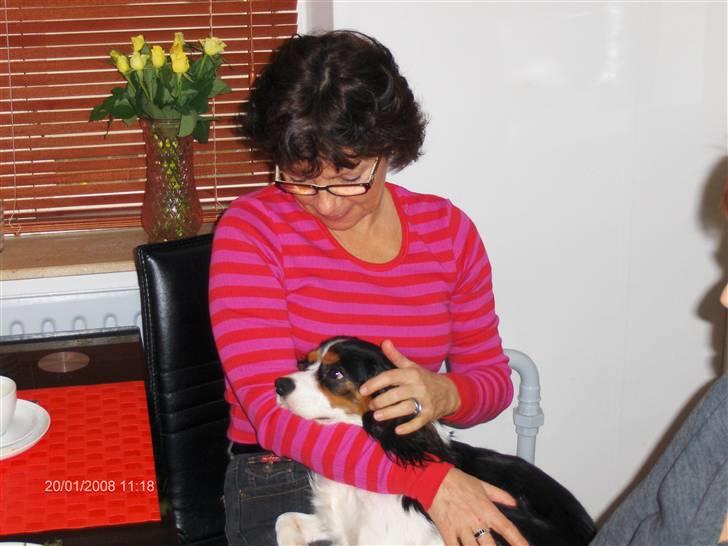 Cavalier king charles spaniel annexgaarden Rico - ricos 1års fødselsdag på mormors arm :) billede 10