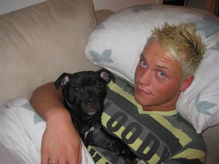 Staffordshire bull terrier Coco billede 19