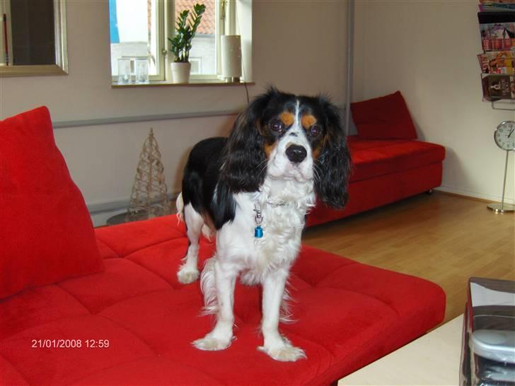 Cavalier king charles spaniel annexgaarden Rico - rico 1år billede 11