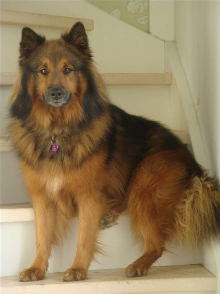 Blanding af racer Mikkel - Hej! og velkommen til min profil:) billede 1