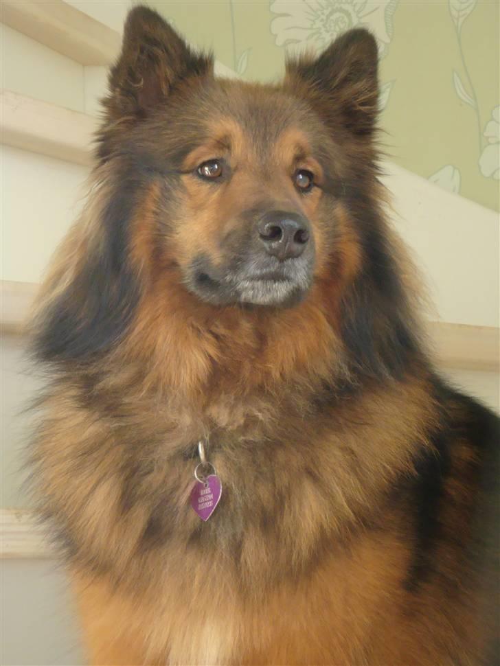 Blanding af racer Mikkel - Sidder og nyder udsigten fra trappen billede 2