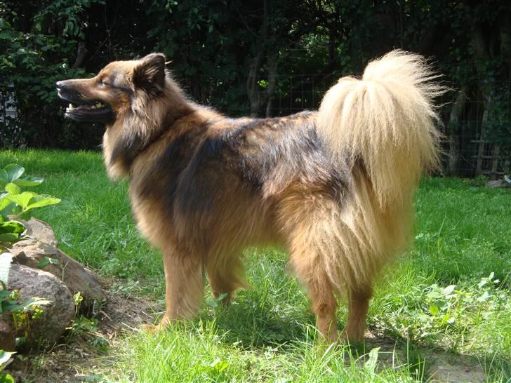 Blanding af racer Mikkel - Dejligt vejr billede 3