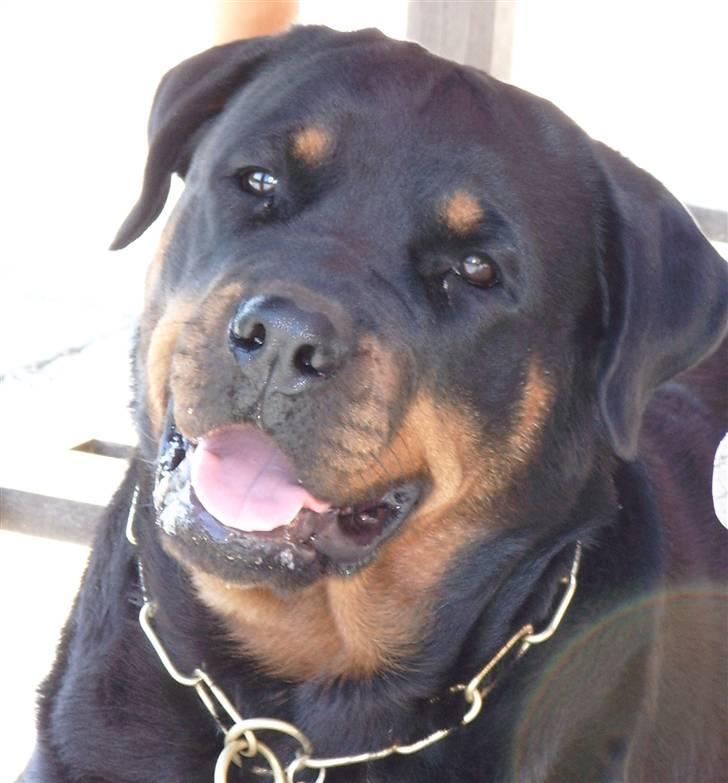 Rottweiler Victoria billede 1