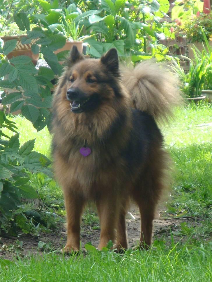 Blanding af racer Mikkel - og haven studeres billede 4