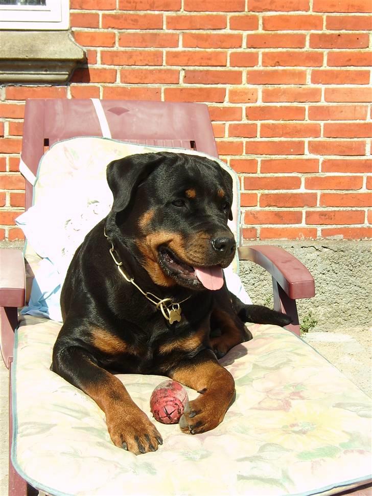 Rottweiler Victoria billede 2