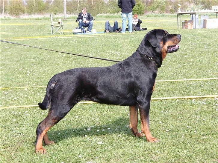 Rottweiler Victoria billede 3