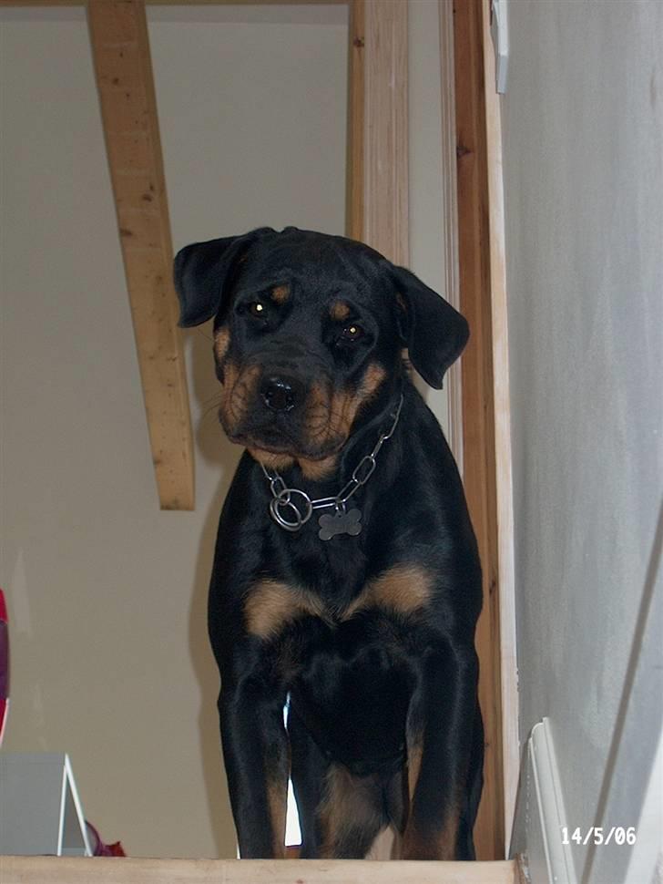 Rottweiler Victoria billede 4