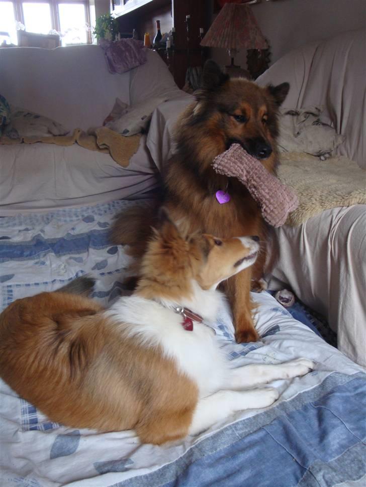 Blanding af racer Mikkel - og der leges med "niecen" Gaia :) billede 5