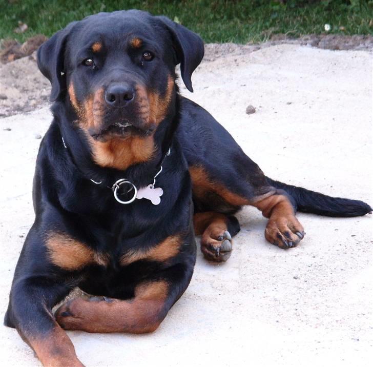 Rottweiler Victoria billede 5
