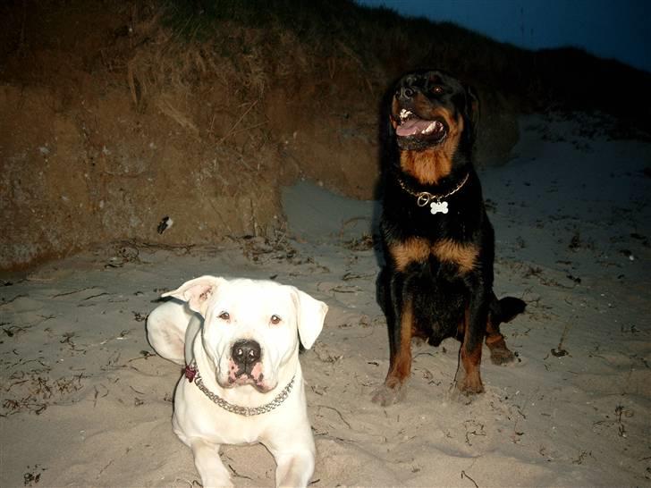 Rottweiler Tyson billede 11