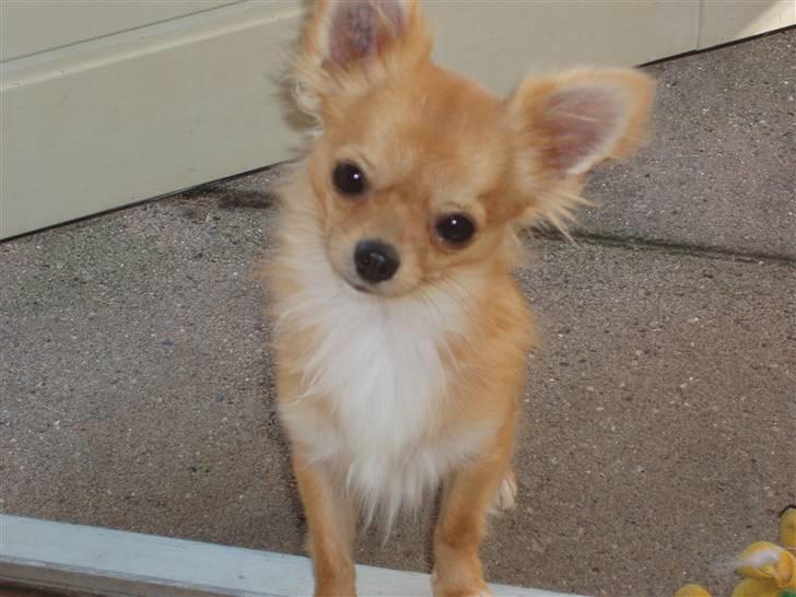 Chihuahua wejner billede 2