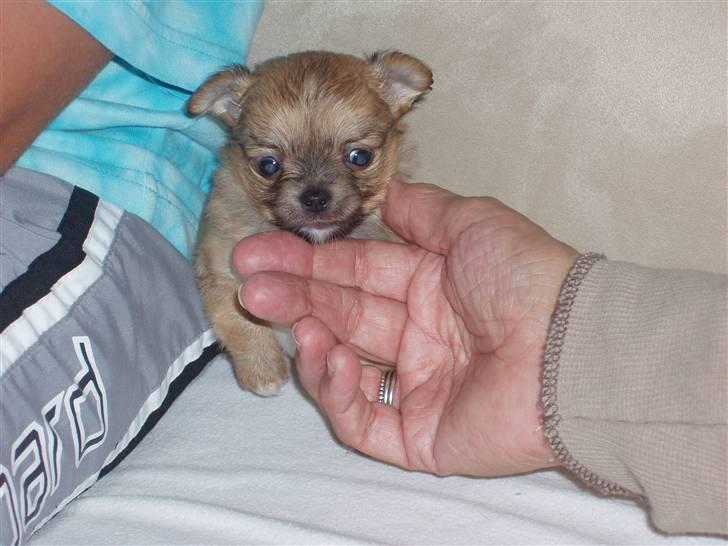 Chihuahua wejner billede 4