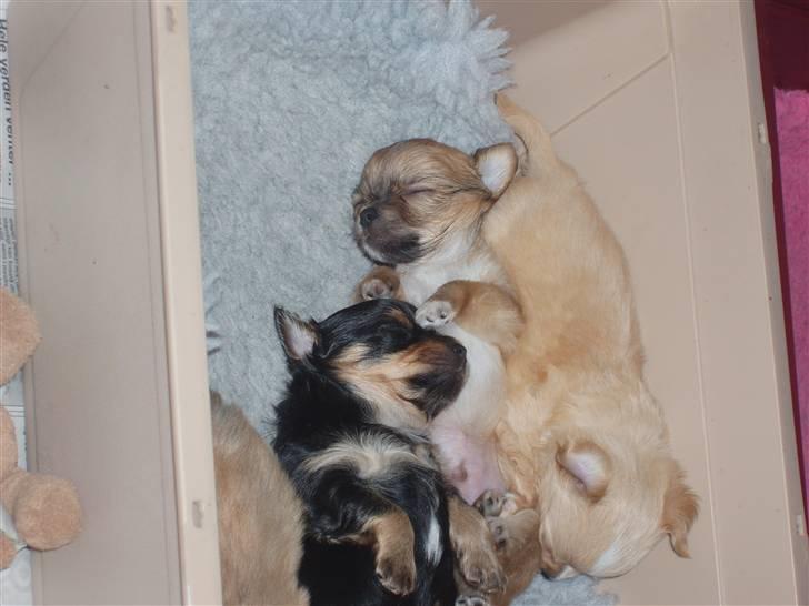 Chihuahua wejner billede 5